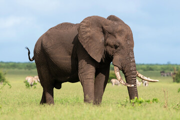 Obraz premium Éléphant d'Afrique, Loxodonta africana, Parc national Kruger, Afrique du Sud