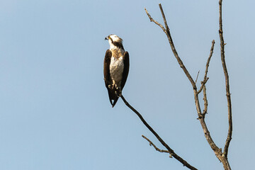 Balbuzard pêcheur, Pandion haliaetus, Western Osprey