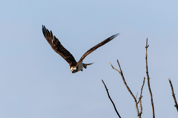 Balbuzard pêcheur, Pandion haliaetus, Western Osprey