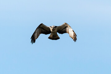 Balbuzard pêcheur, Pandion haliaetus, Western Osprey