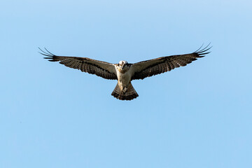 Balbuzard pêcheur, Pandion haliaetus, Western Osprey