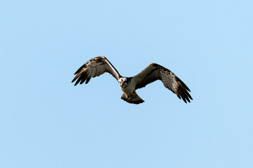 Balbuzard pêcheur, Pandion haliaetus, Western Osprey