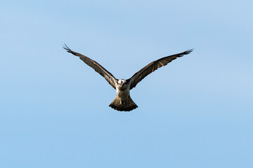 Balbuzard pêcheur, Pandion haliaetus, Western Osprey