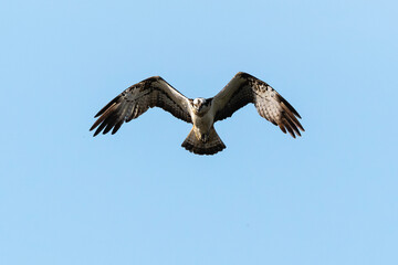 Balbuzard pêcheur, Pandion haliaetus, Western Osprey
