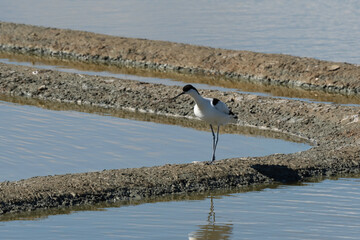 Avocette élégante, Recurvirostra avosetta, Pied Avocet, Marais salant, Guérande, 44, Loire Atlantique, France