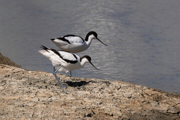 Avocette élégante, Recurvirostra avosetta, Pied Avocet, nid, Marais salant, Guérande, 44, Loire Atlantique, France