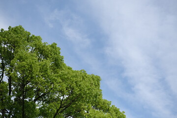 大和民俗公園の新緑と青空