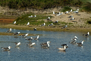 Goéland brun, Larus fuscus, Réserve naturelle , Ile de Terschelling , Mer de Wadden . Pays Bas