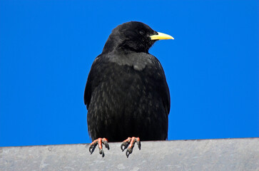 Chocard à bec jaune,.Pyrrhocorax graculus, Alpine Choughlus