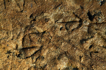 Chevalier gambette,.Tringa totanus, Common Redshank, traces