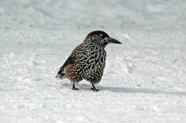 Cassenoix moucheté,.Nucifraga caryocatactes, Spotted Nutcracker