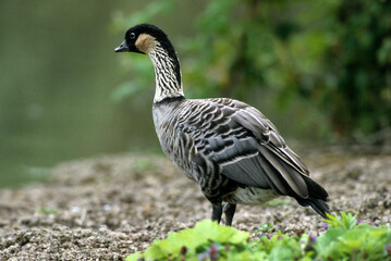 Bernache néné,.Branta sandvicensis, Nene