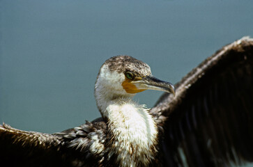 Grand Cormoran,. Phalacrocorax carbo, Great Cormorant