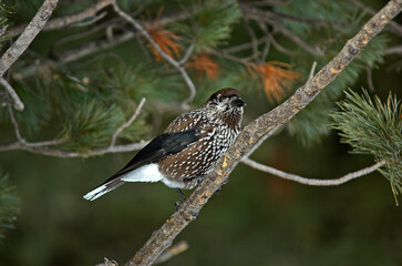 Cassenoix moucheté,.Nucifraga caryocatactes, Spotted Nutcracker
