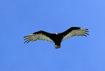 Obraz premium Vautour à tête rouge, Urubu à tête rouge,.Cathartes aura, Turkey Vulture