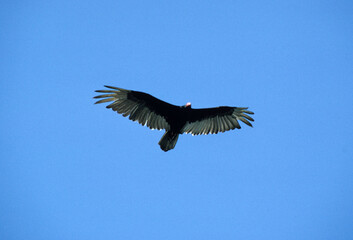 Vautour à tête rouge,  Urubu à tête rouge,.Cathartes aura, Turkey Vulture