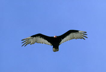 Vautour à tête rouge,  Urubu à tête rouge,.Cathartes aura, Turkey Vulture