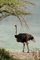 Autruche d'Afrique, mâle,.Struthio camelus, Common Ostrich, Parc National du lac Bogoria, Vallée du Rift, Kenya