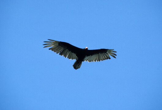 Vautour &agrave; t&ecirc;te rouge,  Urubu &agrave; t&ecirc;te rouge,.Cathartes aura, Turkey Vulture