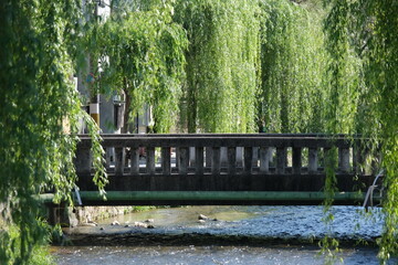 京都白川の橋と柳の木