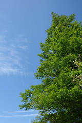 長居公園植物園の新緑と青空　