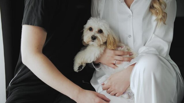 Unrecognizable man and a woman hold and embrace their small white dog maltipoo in a hotel room. Wedding morning of bride and groom. Cute dog maltipoo. 