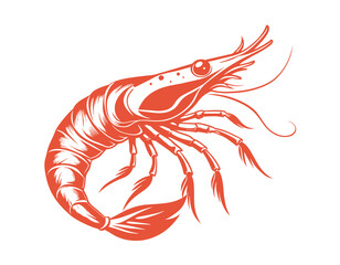 Shrimp outline in sketch style on white background, vector illustration