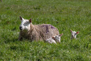 Ewes and lambs in a grassy field