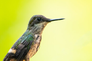 Fototapeta premium Um beija-flor pousado em um galho na Mata Atlântica, Beija-flor-de-topete-verde / A hummingbird perched on a branch in the Atlantic Forest, Green-crowned Plovercrest