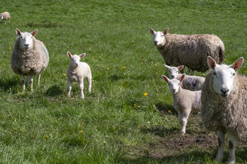 Ewes and lambs in a grassy field