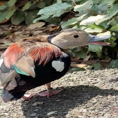 red billed hornbill