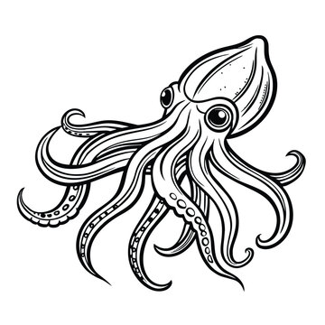 recommend clip art: Calamary (squid) in outline sketch style on white background, vector illustration