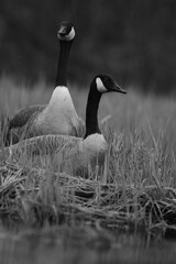 Marais Kingsbury 4 Mai 2024 N&B