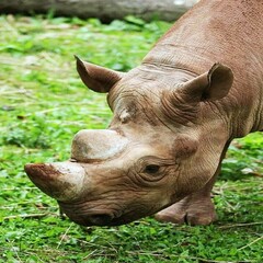 close up of a rhino