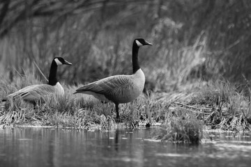 Marais Kingsbury 4 Mai 2024 N&B