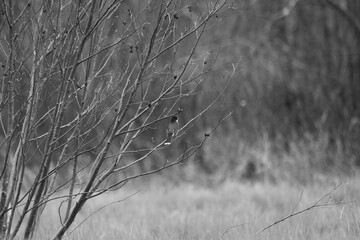 Marais Kingsbury 4 Mai 2024 N&B