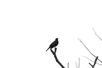 Marais Kingsbury 4 Mai 2024 N&B