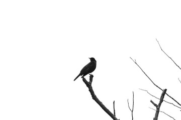 Marais Kingsbury 4 Mai 2024 N&B