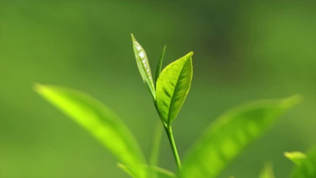 Green tea plant leaves close-up, shallow DOF, 4k