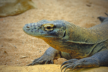 Komodo on a rock