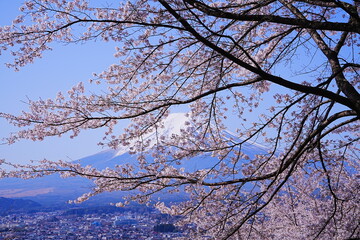 Mt. Fuji with Cherry Blossom or Pink Sakura Flower over Blue Sky in Yamanashi, Japan - 日本 山梨県 新倉山浅間公園 春の桜 富士山