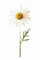 A single daisy transformed into a fractal masterpiece with watercolor tones and detailed clipart styling