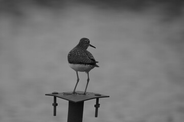 Marais Kingsbury 4 Mai 2024 N&B