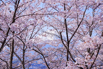 Mt. Fuji with Cherry Blossom or Pink Sakura Flower over Blue Sky in Yamanashi, Japan - 日本 山梨県 新倉山浅間公園 春の桜 富士山