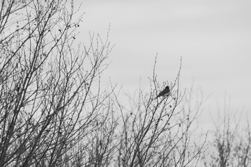 Marais Kingsbury 4 Mai 2024 N&B