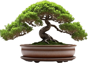 Traditional Bonsai Tree in Ceramic Planter