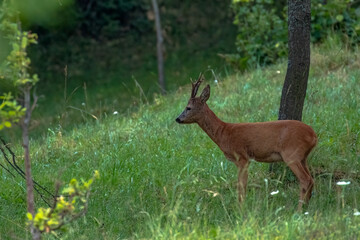 A deer standing by a fruit tree in an orchard.