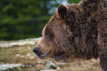 Obraz premium A closeup of a male grizzly bear's face. Grouse Mountain, North Vancouver, Canada 