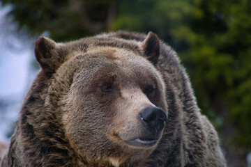 A closeup of a male grizzly bear's face.   Grouse Mountain, North Vancouver, Canada

