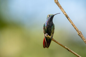 Um beija-flor pousado em um galho na Mata Atlântica, Beija-flor-de-veste-preta/ A hummingbird perched on a branch in the Atlantic Forest, Black-throated Mango